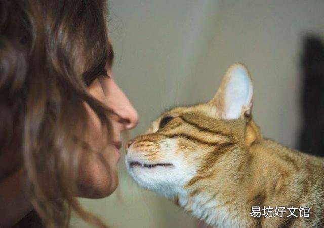 猫趴胸口睡觉还咕噜咕噜的叫(猫咪趴着咕噜咕噜叫)