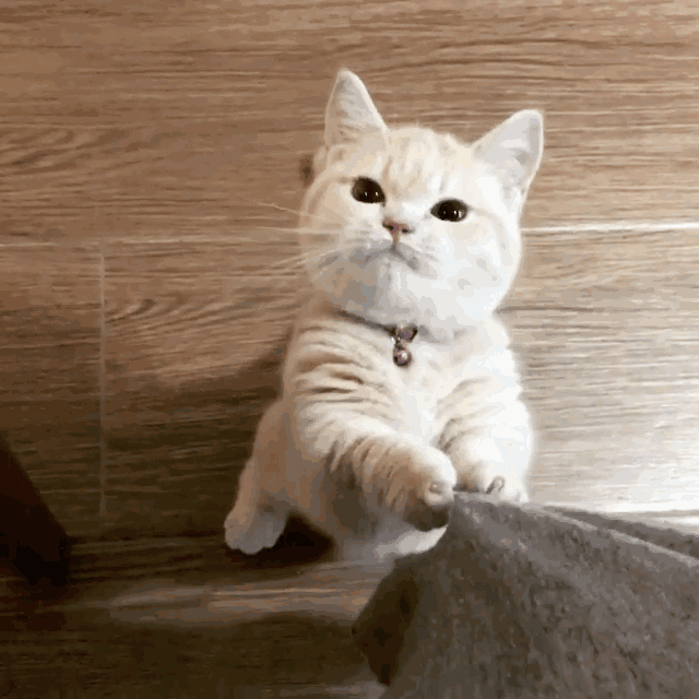 猫趴胸口睡觉还咕噜咕噜的叫(猫咪趴着咕噜咕噜叫)