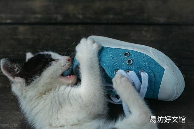 猫趴胸口睡觉还咕噜咕噜的叫(猫咪趴着咕噜咕噜叫)