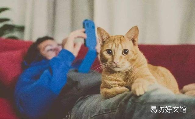 猫趴胸口睡觉还咕噜咕噜的叫(猫咪趴着咕噜咕噜叫)