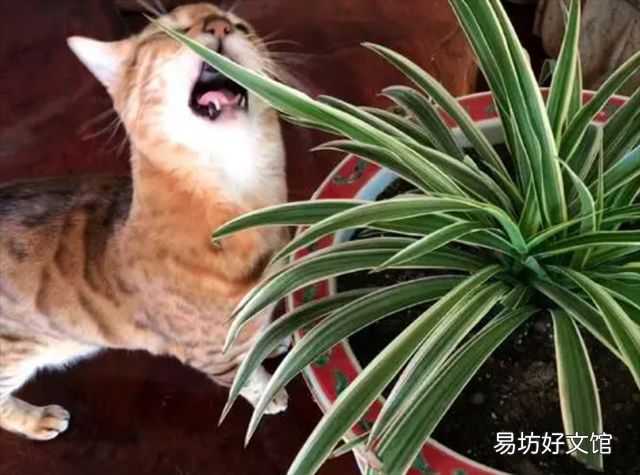 养猫家庭适合养的植物(养猫家庭适合养的植物有哪些)