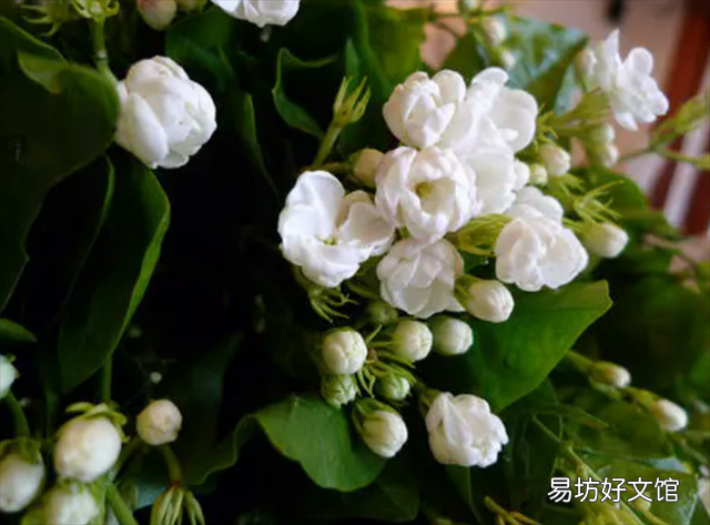 养猫家庭适合养的植物(养猫家庭适合养的植物有哪些)