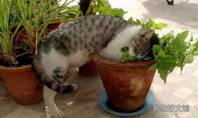 养猫家庭适合养的植物(养猫家庭适合养的植物有哪些)