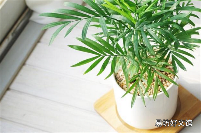 养猫家庭适合养的植物(养猫家庭适合养的植物有哪些)