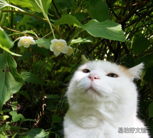 养猫家庭适合养的植物(养猫家庭适合养的植物有哪些)