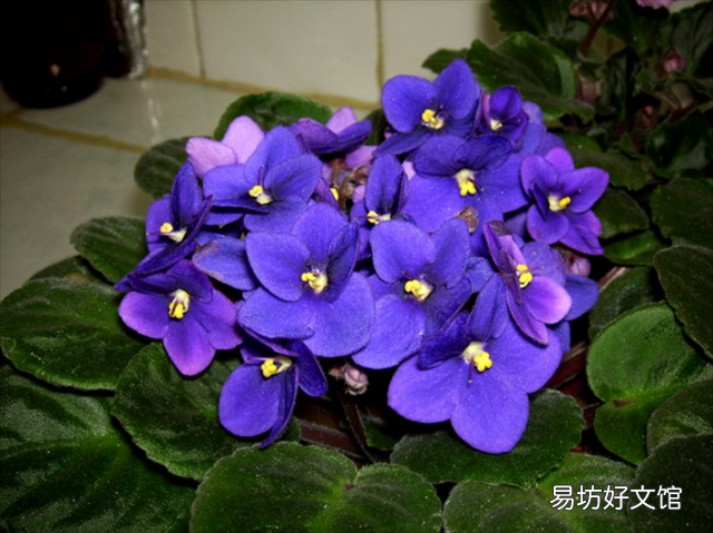 养猫家庭适合养的植物(养猫家庭适合养的植物有哪些)