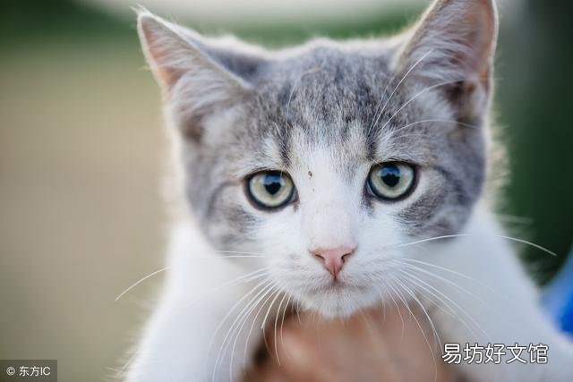 被猫咬了肿起来正常吗(被猫咬了肿起来要不要打针)