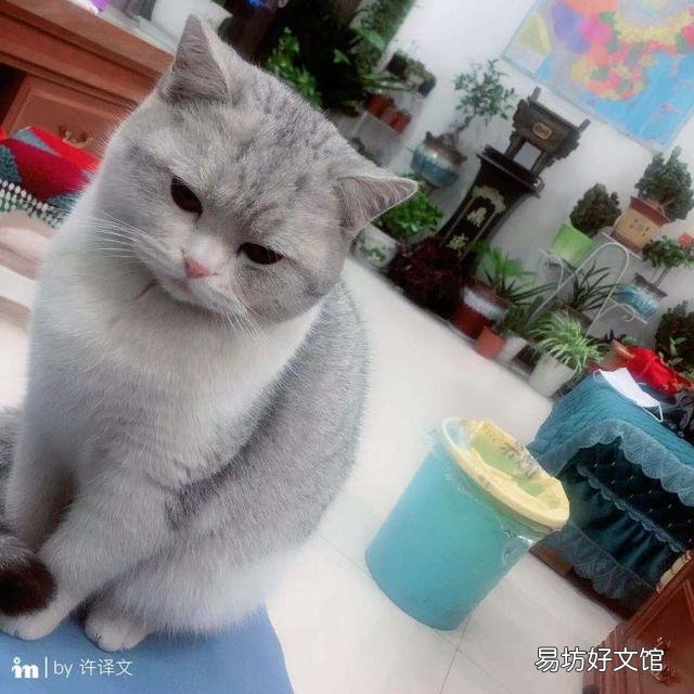 银渐层配蓝猫算串吗(银渐层配蓝猫算什么品种)