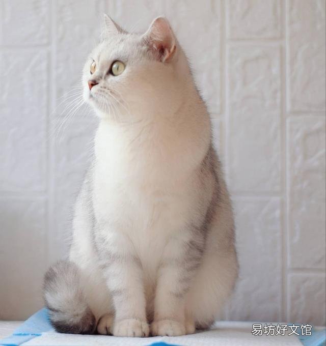 银渐层配蓝猫算串吗(银渐层配蓝猫算什么品种)