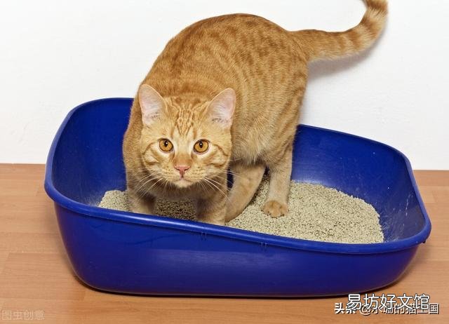母猫乱尿的原因是什么(母猫乱尿的原因有哪些)