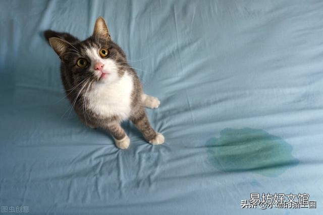 母猫乱尿的原因是什么(母猫乱尿的原因有哪些)