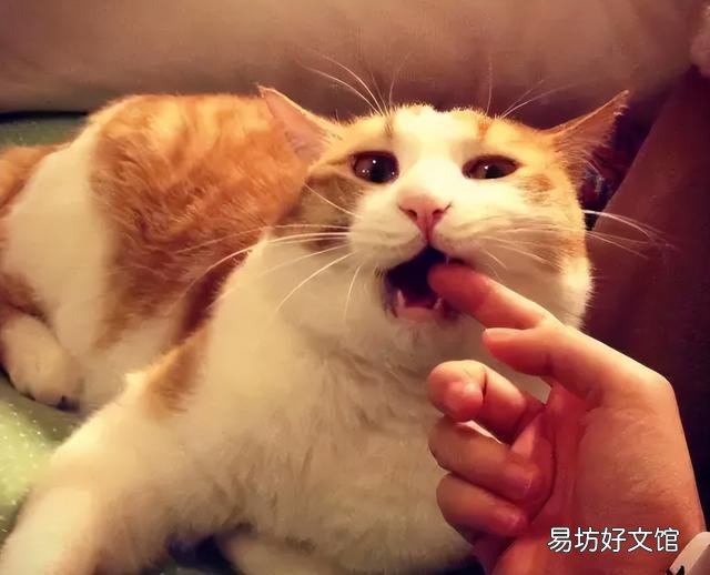 英短蓝白猫图片(成年英短蓝白猫图片)