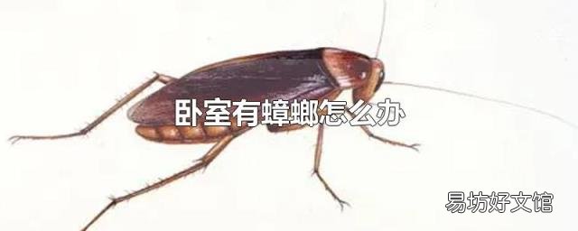 卧室有蟑螂怎么办