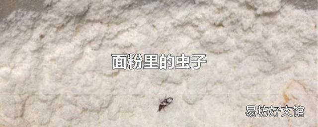 面粉里的蟲子