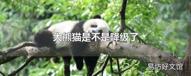 大熊貓是不是降級了