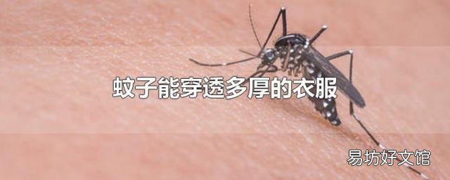 蚊子能穿透多厚的衣服