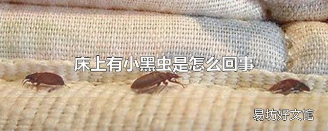 床上有小黑虫是怎么回事
