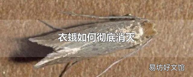 衣蛾如何彻底消灭