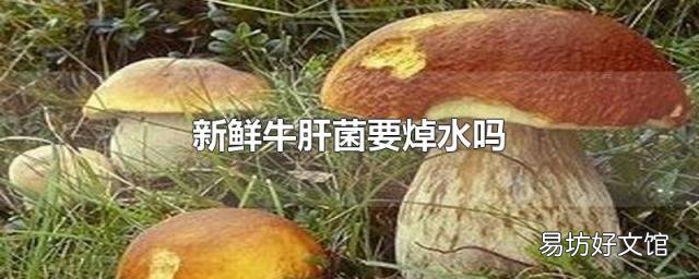 新鮮牛肝菌要焯水嗎