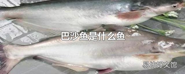 巴沙鱼是什么鱼