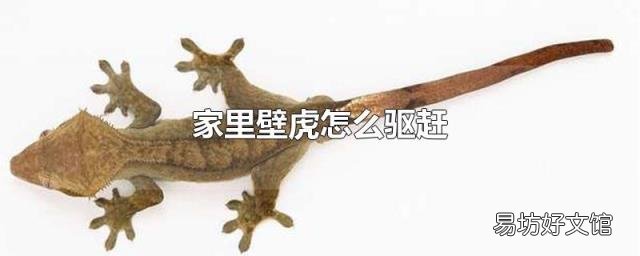 家里壁虎怎么驱赶