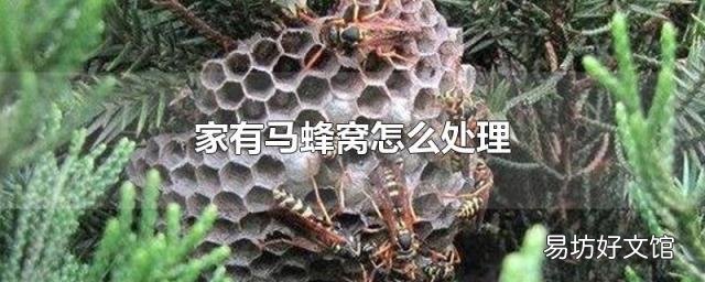 家有馬蜂窩怎么處理