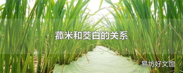 菰米和茭白的关系