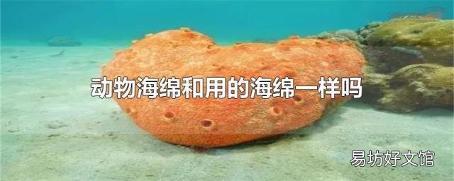 動(dòng)物海綿和用的海綿一樣嗎
