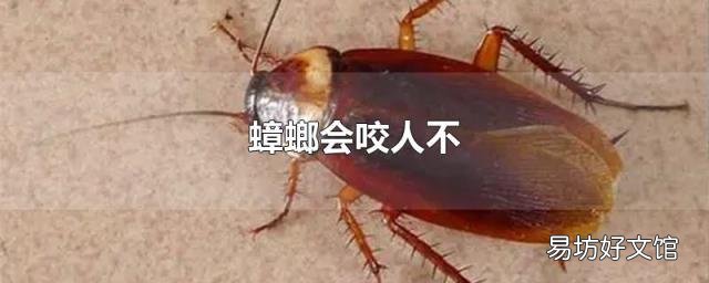 蟑螂会咬人不