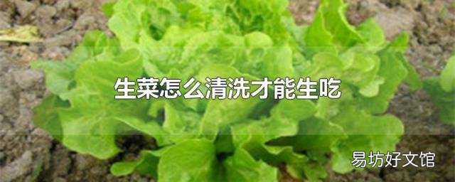 生菜怎么清洗才能生吃