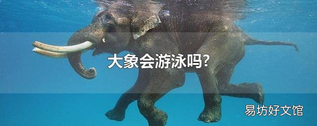 大象会游泳吗?