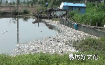鱼塘下雨后为什么大量死亡