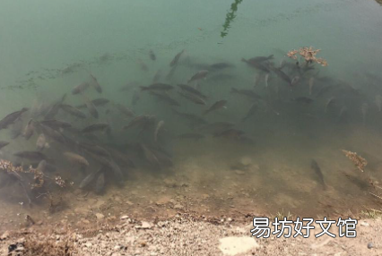 鱼塘下雨后为什么大量死亡