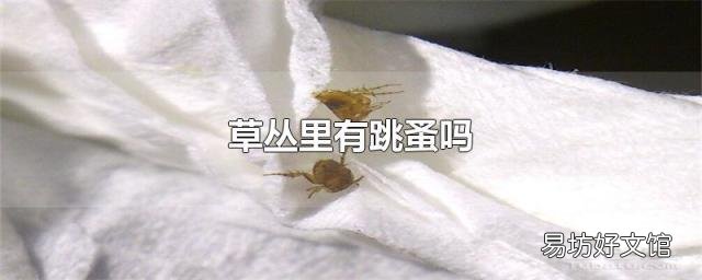 草丛里有跳蚤吗