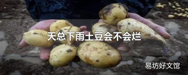 天总下雨土豆会不会烂