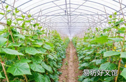 夏季高温焖棚注意什么