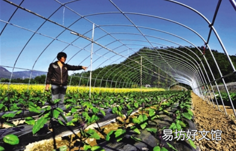 夏季高温焖棚注意什么