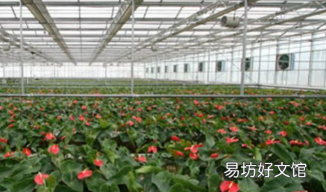 夏季高温焖棚注意什么