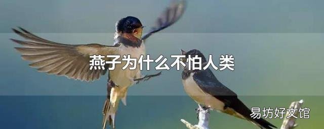 燕子为什么不怕人类