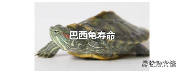 巴西龟寿命