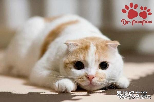 如何判断猫腿是否骨折(判断猫腿是否骨折图片)