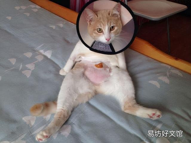 公猫绝育后多久可以洗澡(公猫绝育后多久可以洗澡?)