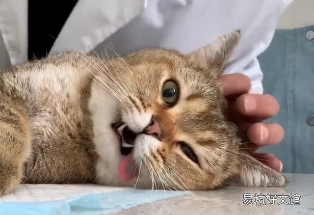 公猫绝育后多久可以洗澡(公猫绝育后多久可以洗澡?)