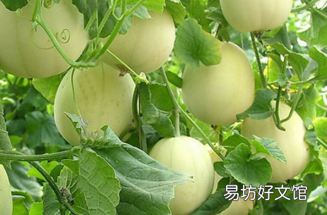 白香瓜怎么吃要去皮吗