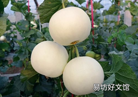 白香瓜怎么吃要去皮吗
