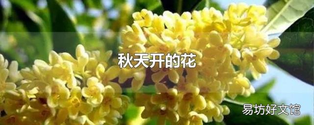 秋天开的花