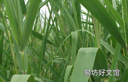 为什么有的粽叶一点香味都没有