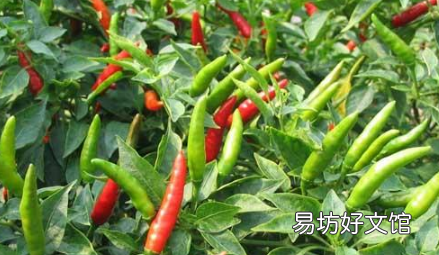 辣椒坐果率低是环境不行吗