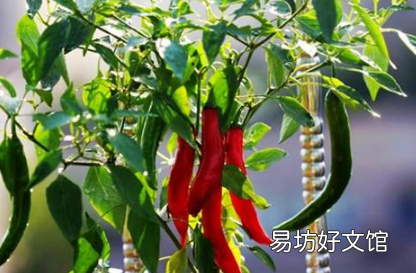 辣椒坐果率低是环境不行吗