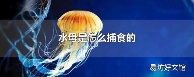 水母是怎么捕食的